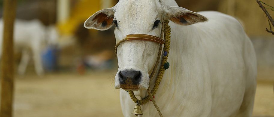 De koe is heleilig in India